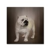 Trademark Fine Art Jai Johnson 'Quiet Observer Bulldog Puppy' Canvas Art, 14x14 ALI14426-C1414GG